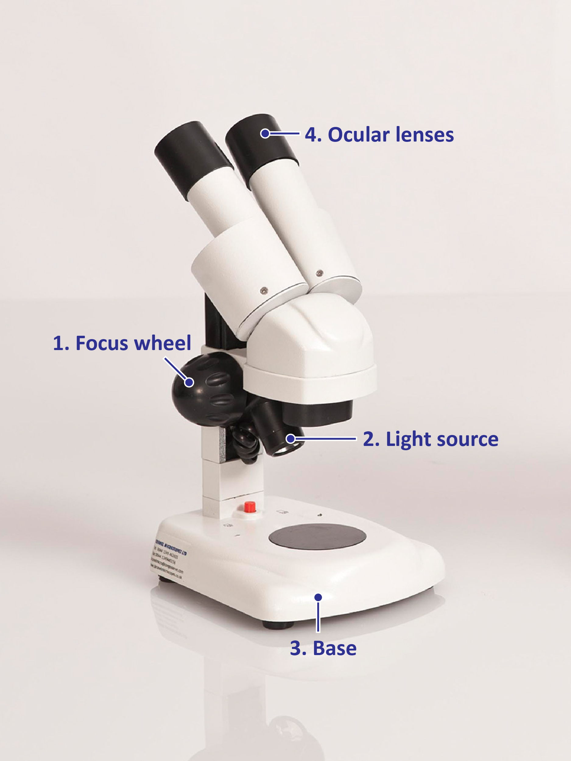How to use a stereomicroscope