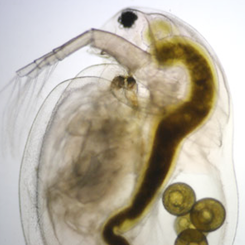 Water Fly Microscope DIY Microscopy
