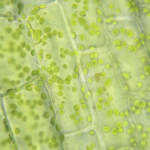 microscopic image of elodea (pondweed)