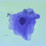 microscopic image of human cheek cell