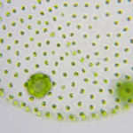 microscopic image of pond life