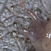 1st prize Slug, University Primary