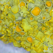 1st prize Lichen, Hartford Junior