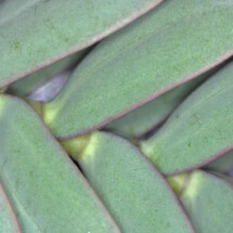 2nd prize Leaf, Kings Oak Priam