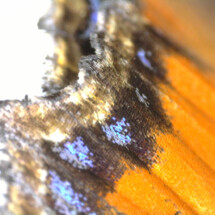 2nd prize Butterfly Wing, Highfield Littleport Academy