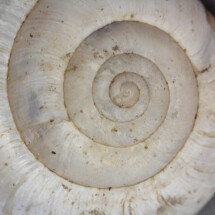 3rd prize Snail shell, Ridgefield Primary