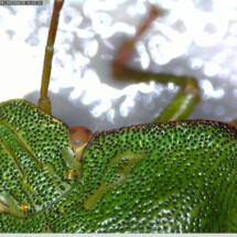 3rd prize Green Shield Bug, Round House Primary Academy