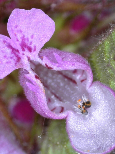 image of a nettle flower seen down a microscope