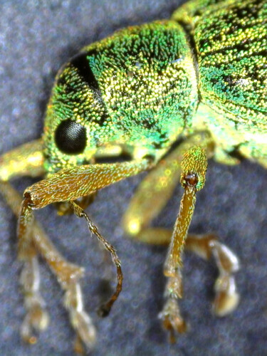 image of a beetle seen down a microscope