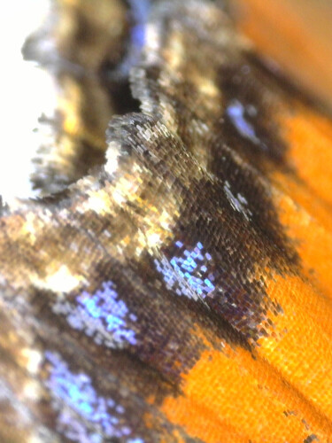 image of a butterfly seen down a microscope