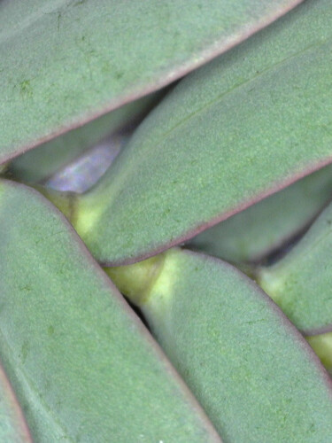 image of a leaf seen down a microscope