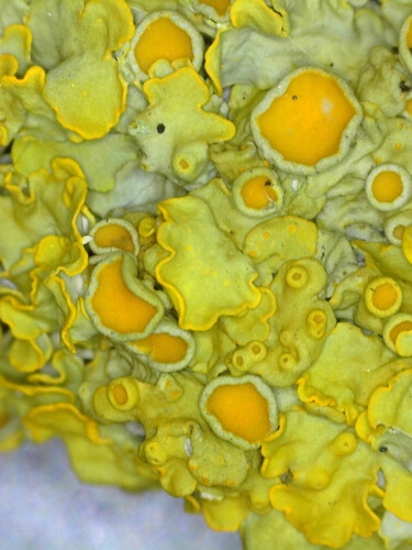 image seen down a microscope